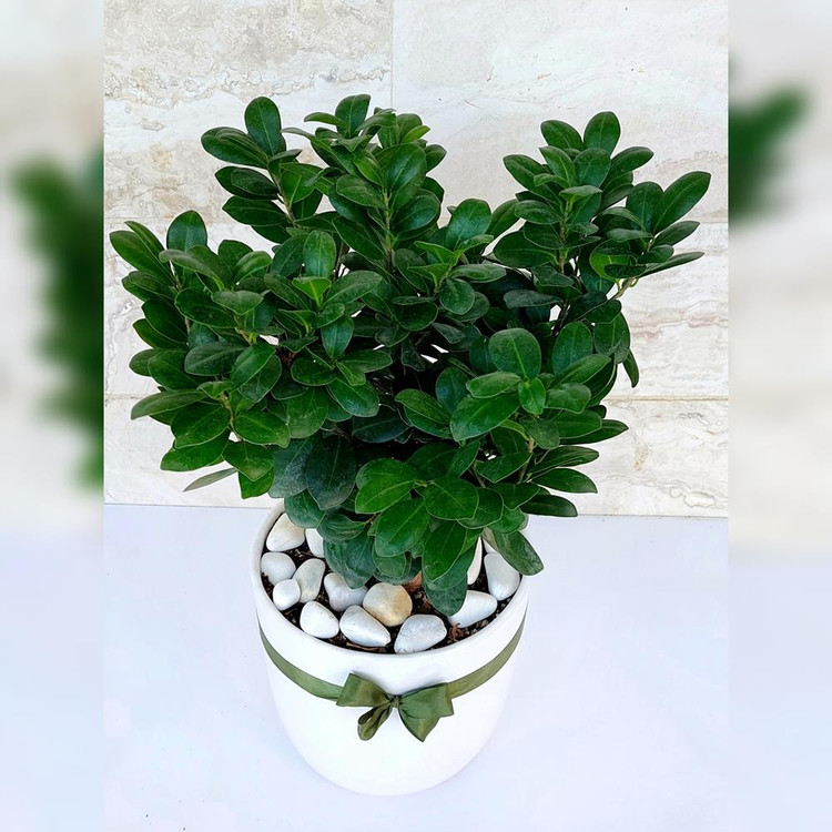 بنسای جنیسینگ گیاه آپارتمانی خاص و مقاوم همراه با گلدان سرامیکی