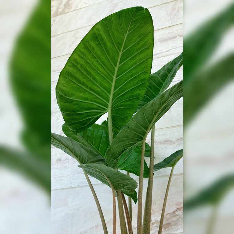 بابا آدم تنه قرمز به همراه گلدان سرامیکی