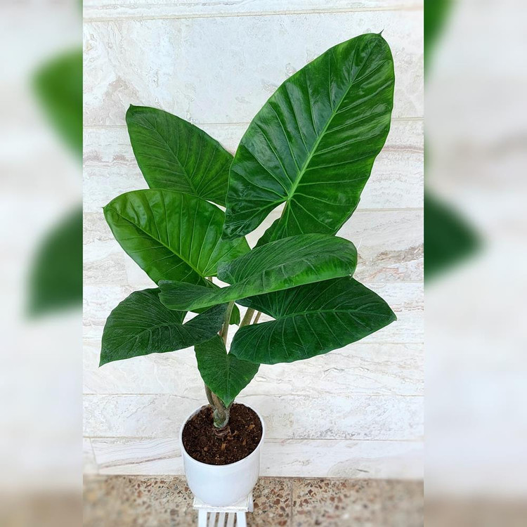 بابا آدم تنه قرمز به همراه گلدان سرامیکی