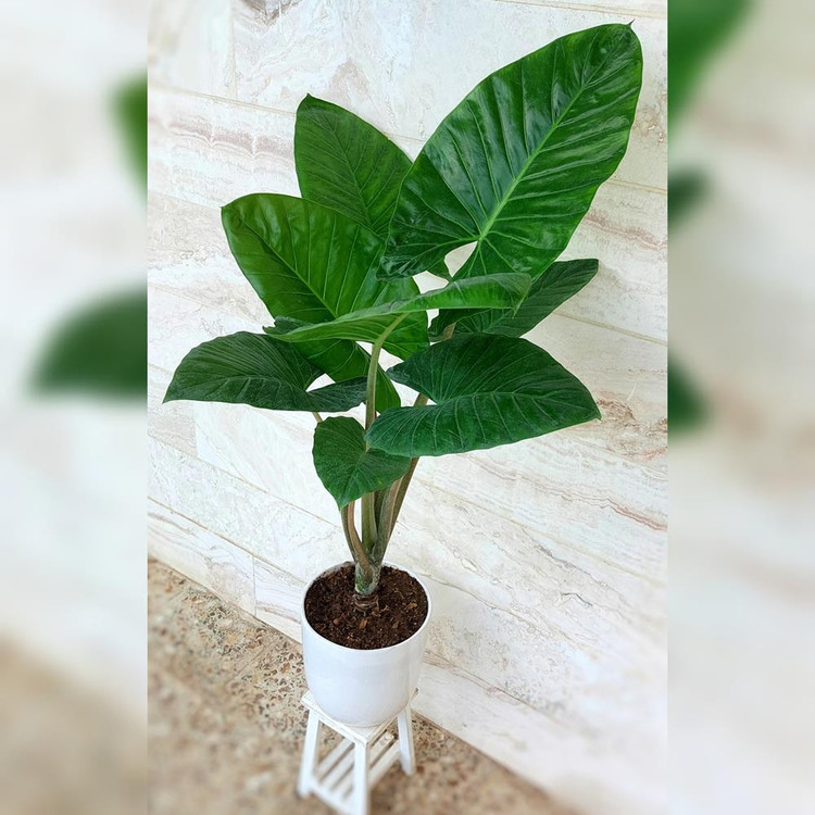 بابا آدم تنه قرمز به همراه گلدان سرامیکی