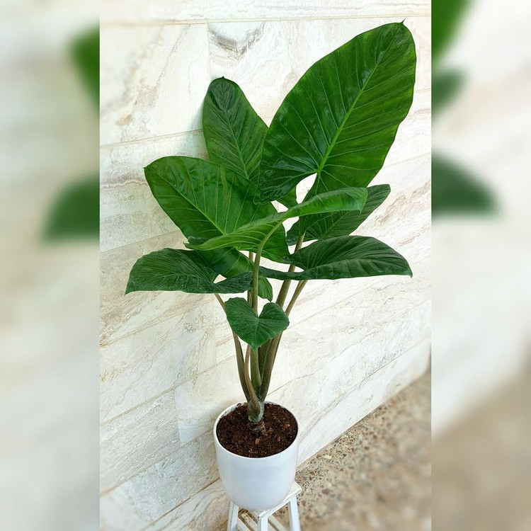 بابا آدم تنه قرمز به همراه گلدان سرامیکی