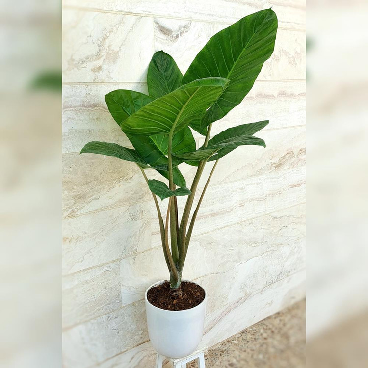 بابا آدم تنه قرمز به همراه گلدان سرامیکی