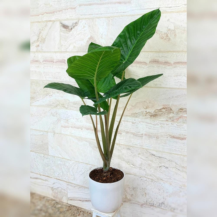 بابا آدم تنه قرمز به همراه گلدان سرامیکی