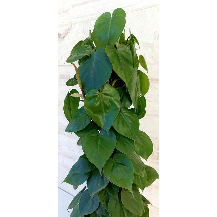 اسکاندیس سبز چماقی گیاه آپارتمانی مقاوم و زیبا