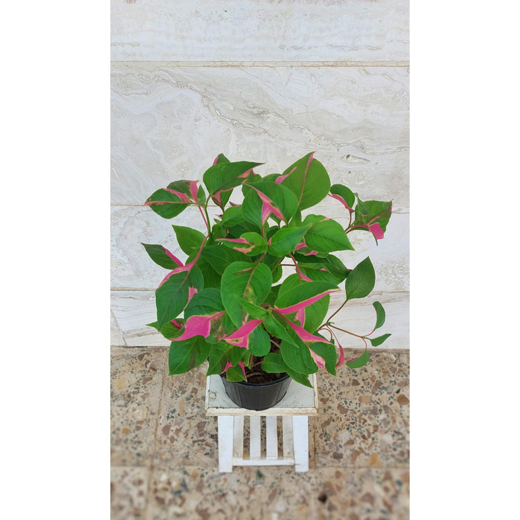 گیاه آشلانتوس صورتی (الترناترا) گیاه زینتی خاص
