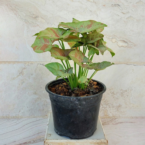 سینگونیوم کانفتی (syngonium confetti) گیاه آپارتمانی خاص