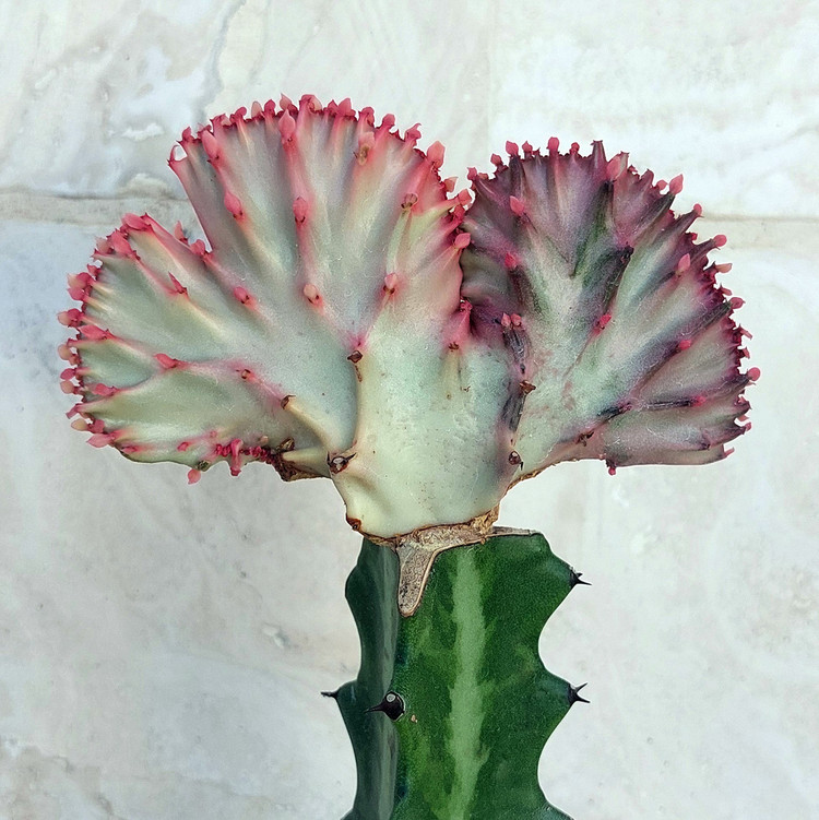 کاکتوس افوربیای پیوندی دفرمه مدل 03