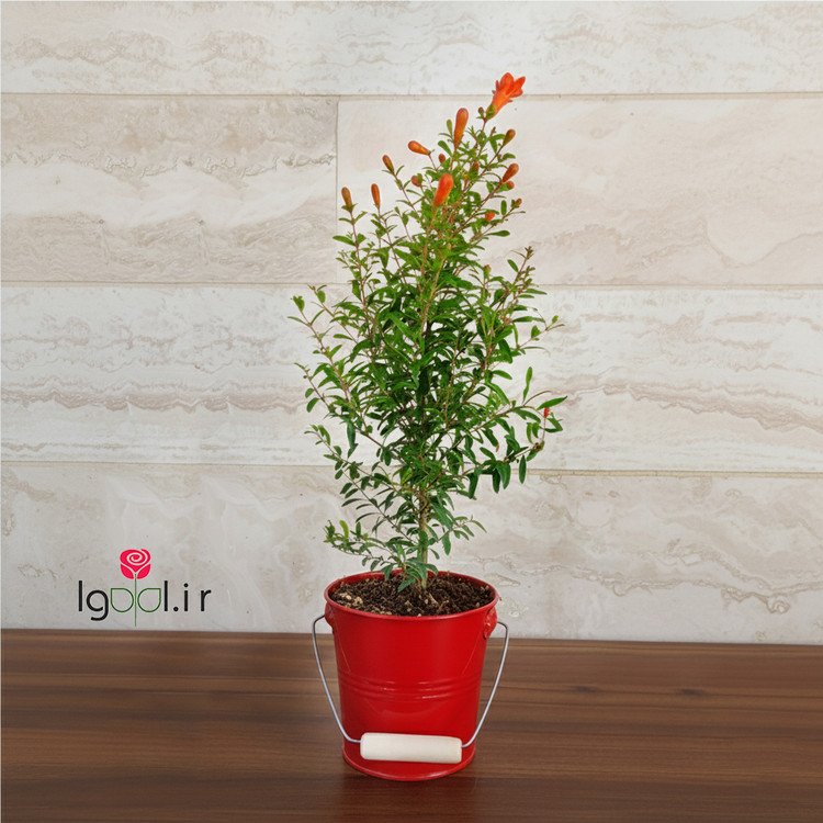 پک هدیه یلدایی ( بنت قنسول یشم و انار زینتی )