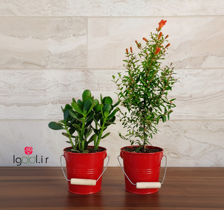 پک هدیه یلدایی ( بنت قنسول یشم و انار زینتی )