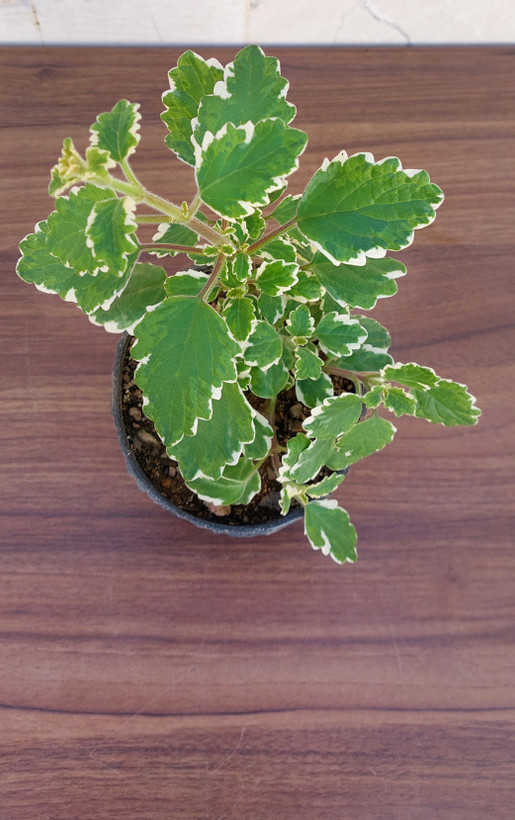 شمعدانی عطری ابلق