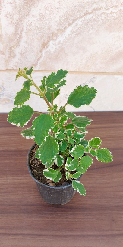 شمعدانی عطری ابلق
