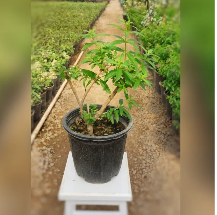 گل به لیمو گیاه معطر و خوش بو