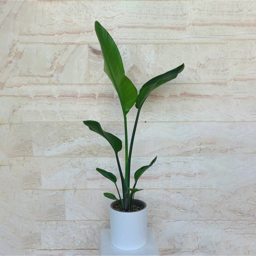 گیاه پرنده بهشتی نیکولای