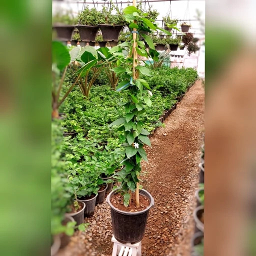 گیاه یاس رازقی چوب دار با کیفیت و بسیار خوشبو