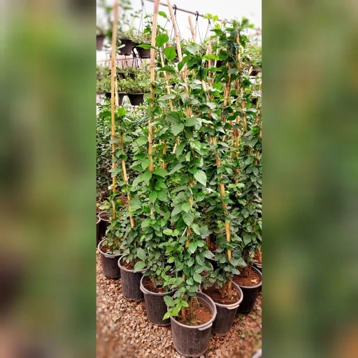 گیاه یاس رازقی چوب دار با کیفیت و بسیار خوشبو