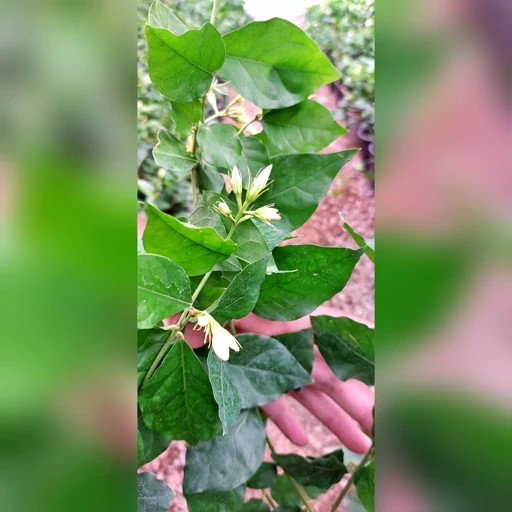 یاس رازقی با گلهای زیبا و خوشبو