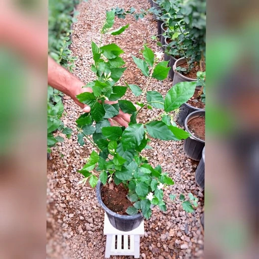 یاس رازقی با گلهای زیبا و خوشبو